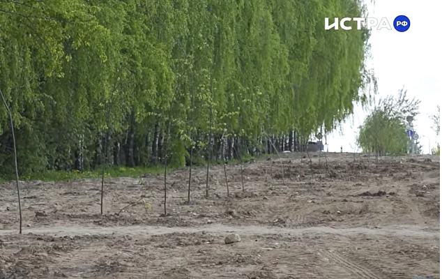Новости - Кто в ответе? - Аукцион на благоустройство «Берёзовой рощи» в д.Чёрная объявили повторно - Истра.РФ